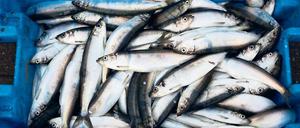 Abgefischt. Rund 90 Prozent der weltweiten Fischbestände sind weggefischt, nun muss die Hochseefischerei dringend vernünftig geregelt werden.