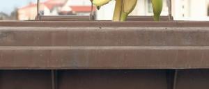 Alles Banane? Ab dem 1. Januar muss Biomüll getrennt gesammelt werden.