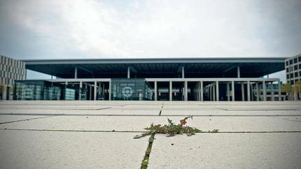 Zumindest auf das Unkraut ist Verlass. Das wächst fleißig aus den Fugen des Bodenbelages auf dem Flughafengelände BER in Schönefeld.