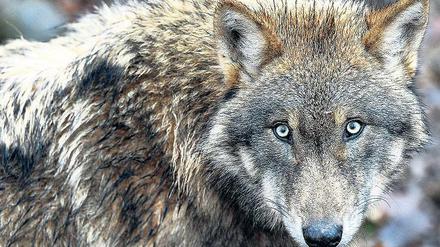 Die Augen geöffnet. Mit der Zahl der Wölfe in Brandenburg (hier ein Tier aus einem Wildpark) vermehren sich auch die Probleme.
