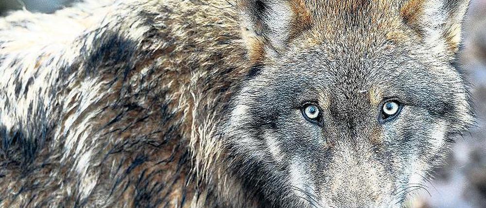 Die Augen geöffnet. Mit der Zahl der Wölfe in Brandenburg (hier ein Tier aus einem Wildpark) vermehren sich auch die Probleme.