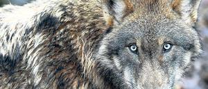 Die Augen geöffnet. Mit der Zahl der Wölfe in Brandenburg (hier ein Tier aus einem Wildpark) vermehren sich auch die Probleme.