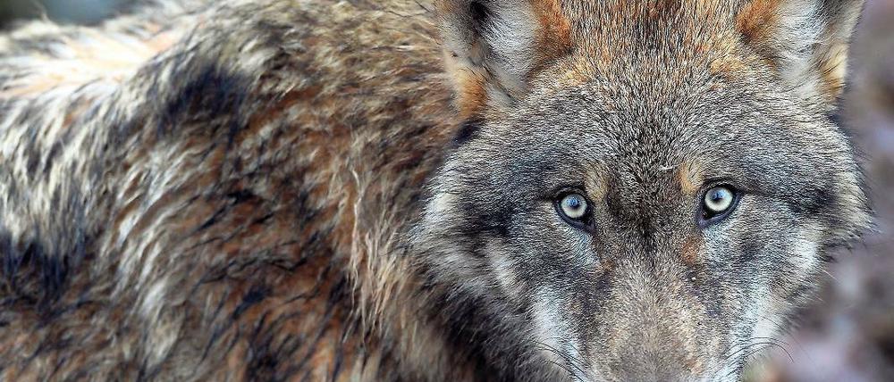 Im Wald bleiben. Zumindest die Bauern wollen die Wölfe wieder vertreiben.