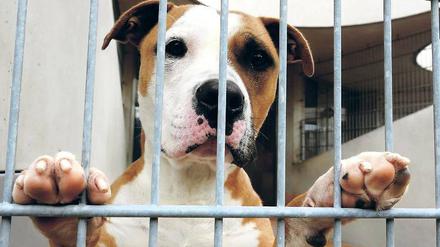 Vor die Hunde gegangen? Seit Jahren ringt Potsdam um ein neues Tierheim. Wann eines steht, ist offen.