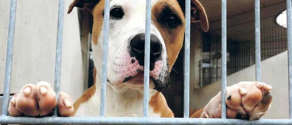 Vor die Hunde gegangen? Seit Jahren ringt Potsdam um ein neues Tierheim. Wann eines steht, ist offen.