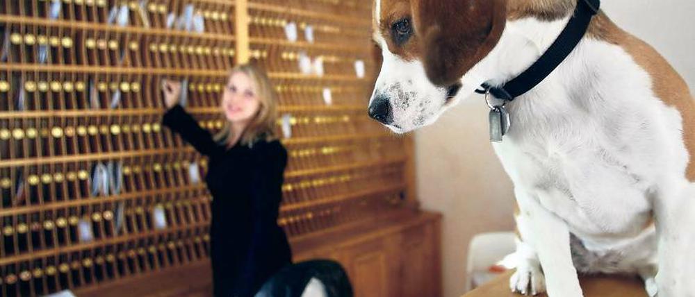 Am Ende. Mit freundlichen Werbebildern warb das Pfötchenhotel in Beelitz jahrelang für das Haus. Nun muss das Unternehmen schließen.