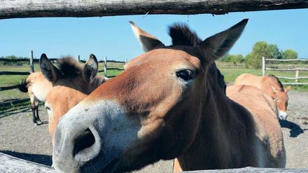 Seltener Anblick. Außer wie hier im Schaugehege sieht man die Przewalski-Pferde der Sielmann-Stiftung in der Döberitzer Heide nur selten. Insgesamt leben dort 25 Exemplare.