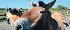 Seltener Anblick. Außer wie hier im Schaugehege sieht man die Przewalski-Pferde der Sielmann-Stiftung in der Döberitzer Heide nur selten. Insgesamt leben dort 25 Exemplare.
