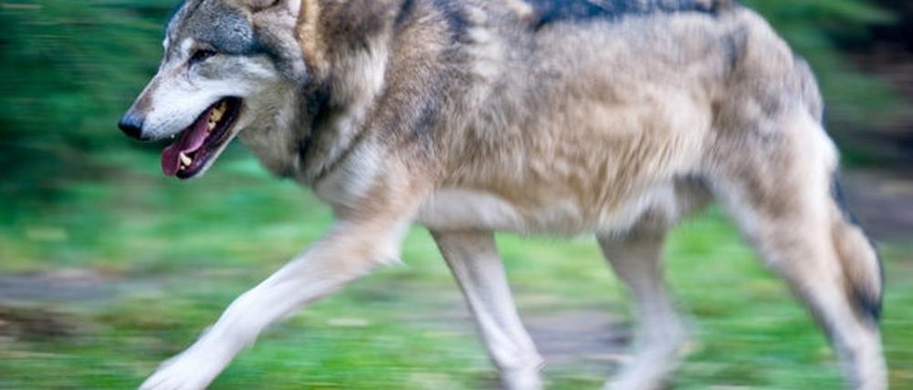 Wieder heimisch - dennoch unerwünscht: ein Wolf.