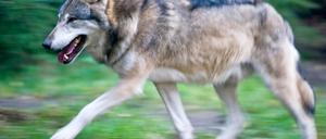 Wieder heimisch - dennoch unerwünscht: ein Wolf.