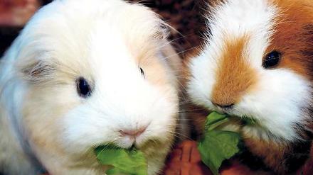Kuschel-Vegetarier. Meerschweinchen sind der Hit für viele Kinder. Sie haben aber auch ältere Fans, wie die Ausstellung am Samstag und Sonntag zeigt.