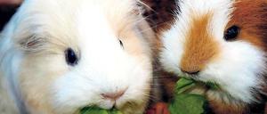 Kuschel-Vegetarier. Meerschweinchen sind der Hit für viele Kinder. Sie haben aber auch ältere Fans, wie die Ausstellung am Samstag und Sonntag zeigt.