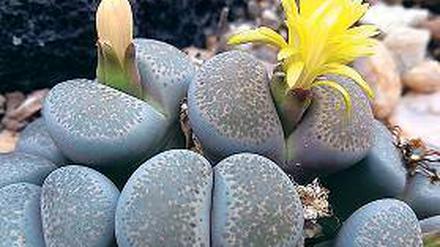 Leben im Stein. Lithops localis sieht aus wie doppelte Kieselsteine.