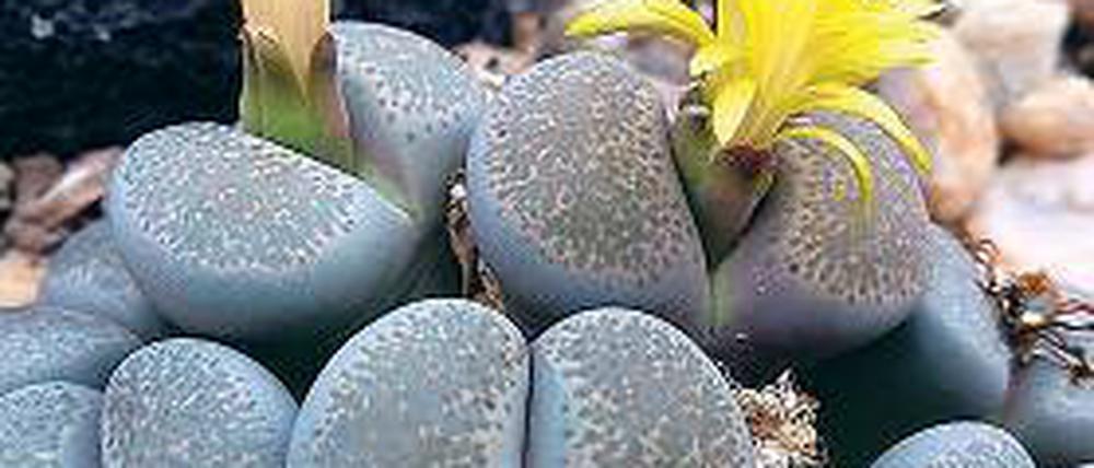 Leben im Stein. Lithops localis sieht aus wie doppelte Kieselsteine.