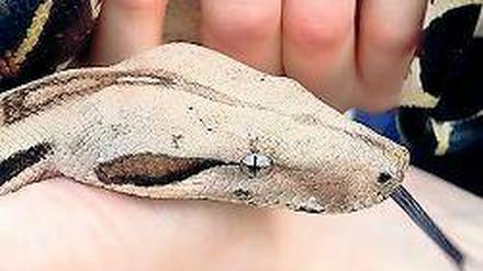 Seltenes Haustier. Diese Boa Constrictor war ausgebüxt.