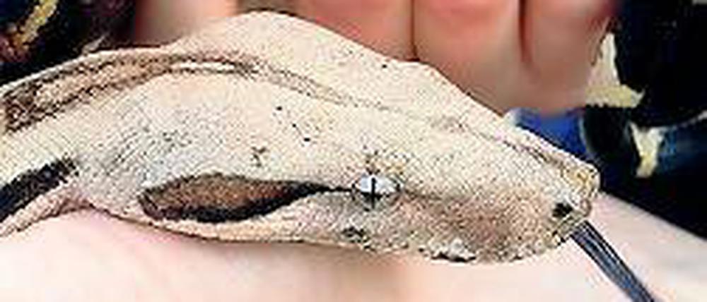 Seltenes Haustier. Diese Boa Constrictor war ausgebüxt.