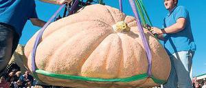 Gigant des Gartens. Auch im letzten Jahr wurden Riesenexemplare gewogen.