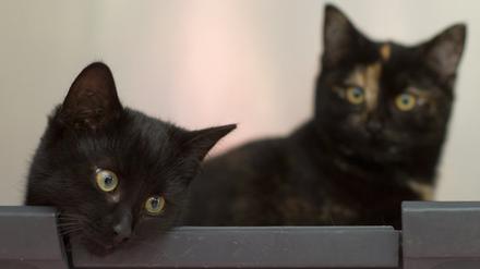 Mal wieder an allem schuld? Schwarze Katzen.