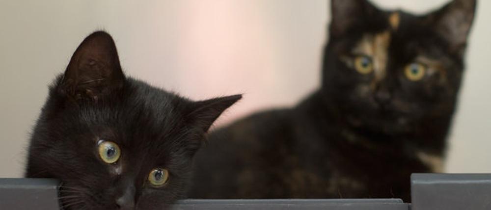 Mal wieder an allem schuld? Schwarze Katzen.