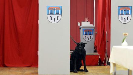Lockt keinen Hund hinter dem Ofen hervor: Die Landtagswahl in Brandenburg.