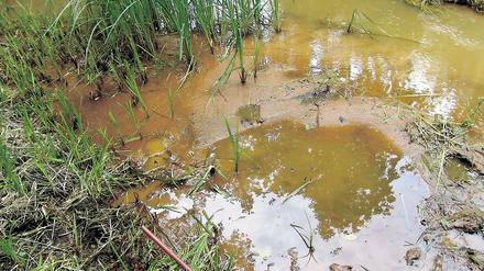 Verockerung. An einigen Stellen wie hier am Steinitzfließ bei Drebkau nahe dem Tagebau Welzow-Süd ist der sogenannte Ockerschlamm, der aus Eisenhydroxid besteht, laut BUND bereits rund 30 Zentimeter tief. Bei Fischen setzt sich der rostbraune Schlick auf die Kiemen und führt zum Erstickungstod.