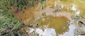 Verockerung. An einigen Stellen wie hier am Steinitzfließ bei Drebkau nahe dem Tagebau Welzow-Süd ist der sogenannte Ockerschlamm, der aus Eisenhydroxid besteht, laut BUND bereits rund 30 Zentimeter tief. Bei Fischen setzt sich der rostbraune Schlick auf die Kiemen und führt zum Erstickungstod.