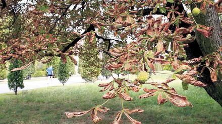 Wie im Herbst. Viele Kastanien in den Welterbeparks bieten derzeit einen bemitleidenswerten Anblick. Schuld daran ist nicht nur die Miniermotte, sagt die Schlösserstiftung.