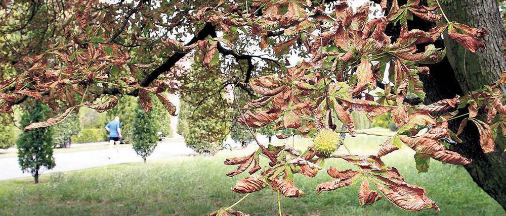 Wie im Herbst. Viele Kastanien in den Welterbeparks bieten derzeit einen bemitleidenswerten Anblick. Schuld daran ist nicht nur die Miniermotte, sagt die Schlösserstiftung.