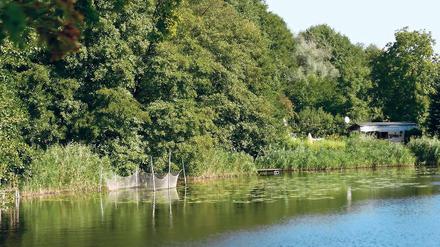 Idylle am Schwielowsee. Rund um den 54 Hektar großen See verläuft ein Uferweg, an dem sich viele Stellen finden, um Ruderboote festzumachen. Auch inoffizielle Badestellen gibt es, verboten ist das Planschen dort nicht.