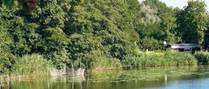 Idylle am Schwielowsee. Rund um den 54 Hektar großen See verläuft ein Uferweg, an dem sich viele Stellen finden, um Ruderboote festzumachen. Auch inoffizielle Badestellen gibt es, verboten ist das Planschen dort nicht.