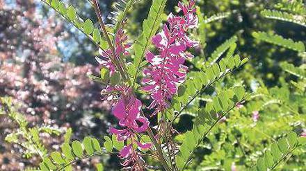 Blau machen. Indigofera tinctoria.