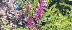 Blau machen. Indigofera tinctoria.