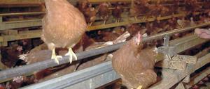 Quelle. Den Grünen zufolge sind Megaställe wie der in Bestensee verantwortlich für die Ausbreitung der ESBL-Keime.