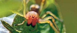 Dornfinger im Wolfsbruch. In diesem Jahr gibt es weniger als 2013.