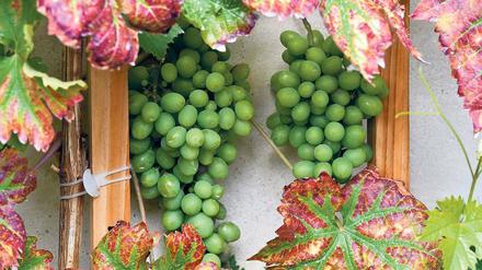 Genehmigt. Die Weintrauben auf dem Potsdamer Winzerberg haben den Test offenbar bestanden. Ohne das Gesicht zu verziehen, kostete Brandenburgs Ministerpräsident Dietmar Woidke am Donnerstag die Früchte. Dass dort überhaupt wieder Wein wächst, ist jahrelangem ehrenamtlichen Engagement zu verdanken.