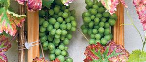 Genehmigt. Die Weintrauben auf dem Potsdamer Winzerberg haben den Test offenbar bestanden. Ohne das Gesicht zu verziehen, kostete Brandenburgs Ministerpräsident Dietmar Woidke am Donnerstag die Früchte. Dass dort überhaupt wieder Wein wächst, ist jahrelangem ehrenamtlichen Engagement zu verdanken.