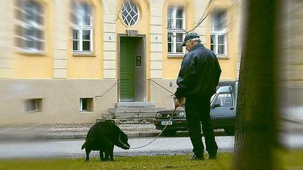Unter Beobachtung. Ob Hundehalter die Hinterlassenschaften ihres vierbeinigen Lieblings entsorgen, wird künftig verstärkt kontrolliert.