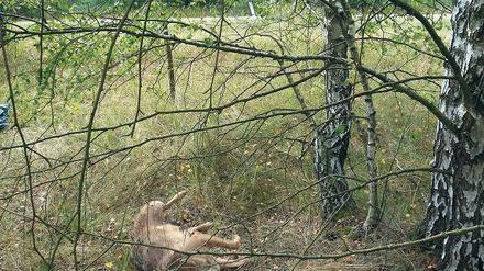Wilderei im Naturschutzgebiet. Der abgetrennte Kopf deutet laut Landesumweltamt auf einen Trophäensammler hin.