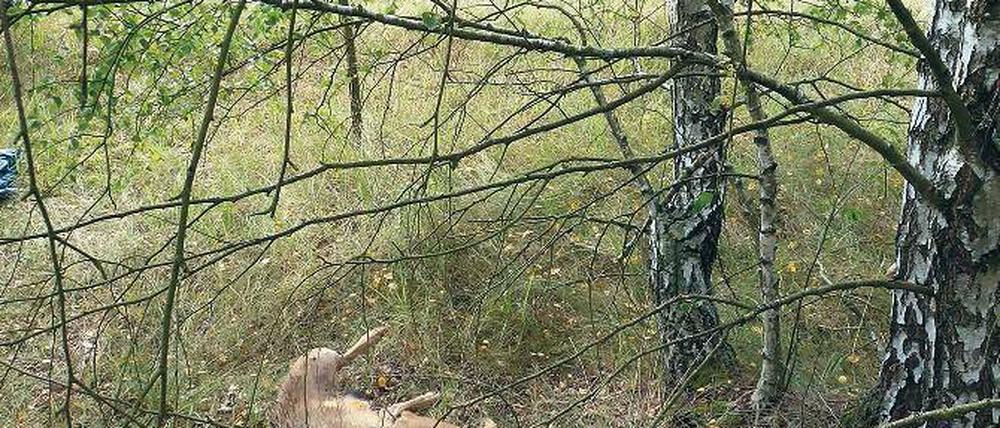 Wilderei im Naturschutzgebiet. Der abgetrennte Kopf deutet laut Landesumweltamt auf einen Trophäensammler hin.