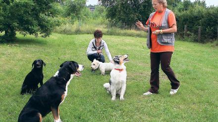 Qualitätskontrolle. Ab dem 1. August will der Landkreis Potsdam-Mittelmark überprüfen, ob Hunde-Ausbilder ausreichend qualifiziert sind für ihren Job.