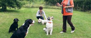 Qualitätskontrolle. Ab dem 1. August will der Landkreis Potsdam-Mittelmark überprüfen, ob Hunde-Ausbilder ausreichend qualifiziert sind für ihren Job.