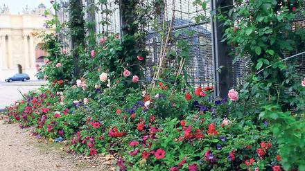 Buntes Willkommen. Wer aus der Tiefgarage unterm Luisenplatz auftaucht, wird derzeit mit einer Blumenpracht überrascht. Die anonyme Guerilla-Gärtnerin „Elli“ hat sich vorgenommen, den zentralen Platz aus seiner Grau-Starre zu wecken. Fast täglich kümmert sie sich um die vielen Beete und Pflanzkübel, die sie mithilfe einiger Sponsoren angelegt hat. Die Stadt freut sich über das Engagement.