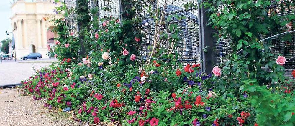 Buntes Willkommen. Wer aus der Tiefgarage unterm Luisenplatz auftaucht, wird derzeit mit einer Blumenpracht überrascht. Die anonyme Guerilla-Gärtnerin „Elli“ hat sich vorgenommen, den zentralen Platz aus seiner Grau-Starre zu wecken. Fast täglich kümmert sie sich um die vielen Beete und Pflanzkübel, die sie mithilfe einiger Sponsoren angelegt hat. Die Stadt freut sich über das Engagement.