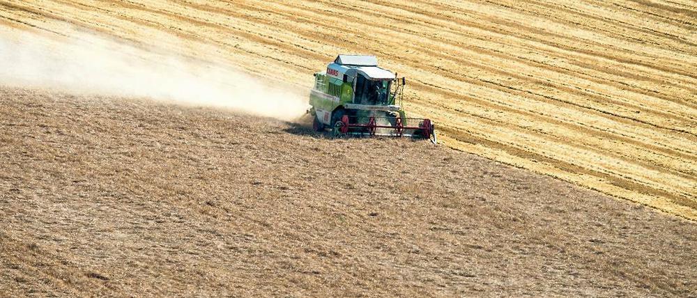 Satt gedüngt. Große Mengen Phosphor wandern als Dünger in die Ackerböden. Das Mineral ist für das Pflanzenwachstum unabdingbar. Die weltweiten Vorkommen des Nährstoffes sind begrenzt. Nun fordern Forscher, neue Verfahren zur Rückgewinnung zu entwickeln.