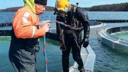 Auf Tauchstation. Wissenschaftler des Berliner Leibniz-Instituts für Gewässerökolgie und Binnenfischerei arbeiten auf einer Forschungsplattform auf dem Stechlinsee in Brandenburg.