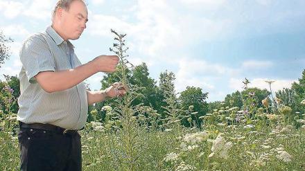 Artenvielfalt. Der Saatguthersteller Joachim Zeller auf seinem Feld. Seine Wildpflanzen werden einmal ausgesät und fünf Jahre lang geerntet. Zudem brauchen sie wenig Dünger und bringen auch in trockenen Jahren durch ihre tiefen Wurzeln gute Erträge.
