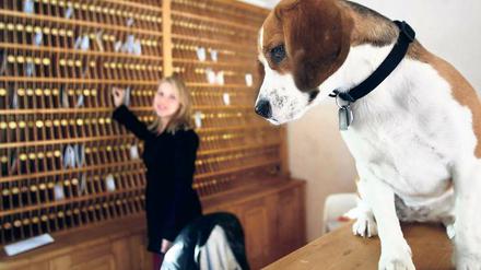 Der Hund ist König. Im Beelitzer Pfötchenhotel gibt es Massagen, Wellness und viel Auslauf für Hunde. Ein Frisör sorgt für das Hundestyling, zum Nachtisch gibt es Hundeeis. Mit all dem Luxus könnte ab September Schluss sein.