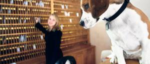 Der Hund ist König. Im Beelitzer Pfötchenhotel gibt es Massagen, Wellness und viel Auslauf für Hunde. Ein Frisör sorgt für das Hundestyling, zum Nachtisch gibt es Hundeeis. Mit all dem Luxus könnte ab September Schluss sein.
