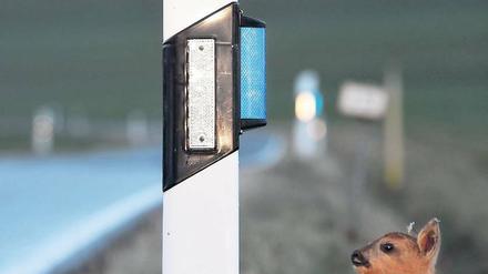 Ideal. Das Reh, hier im Bild eine Puppe, rennt nicht auf die Fahrbahn.
