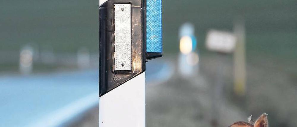 Ideal. Das Reh, hier im Bild eine Puppe, rennt nicht auf die Fahrbahn.
